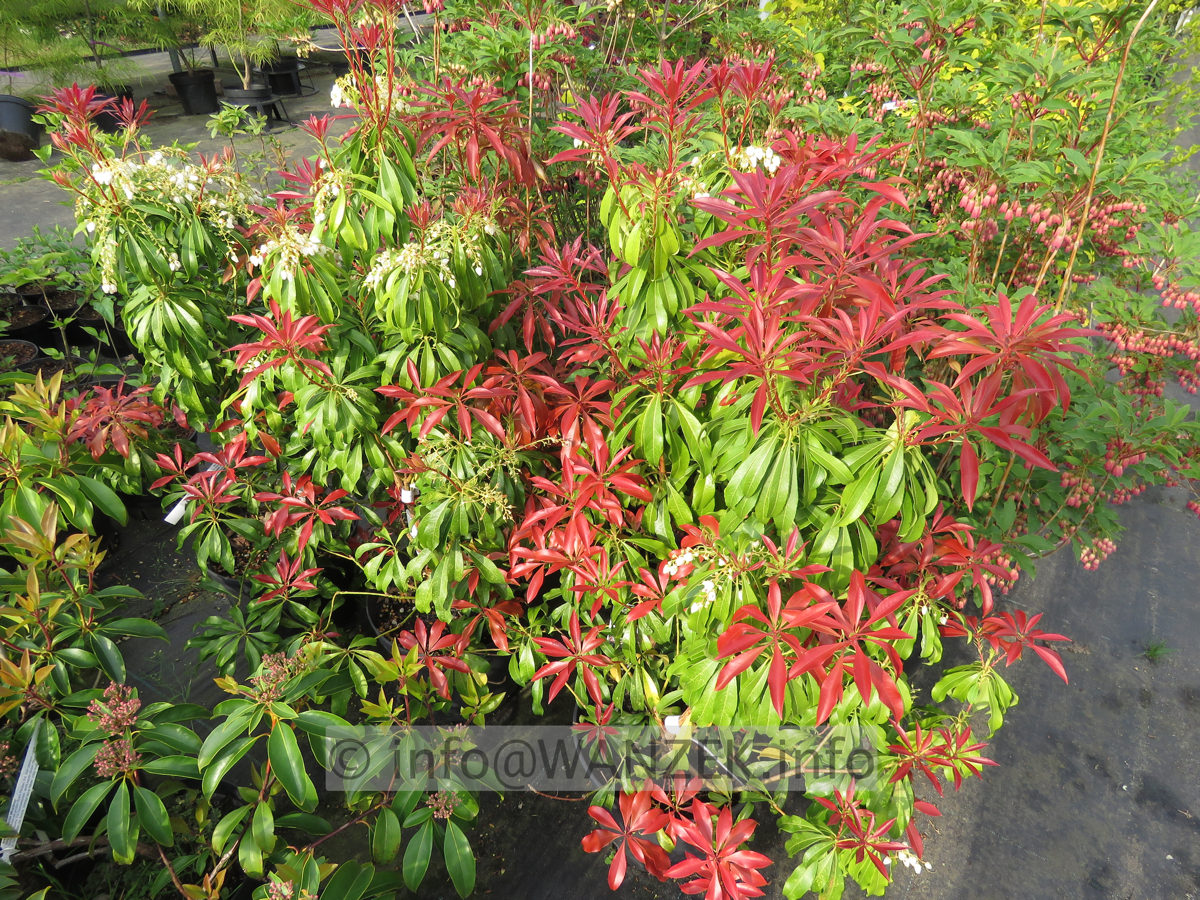 Pieris japonica Red Mill 02.JPG